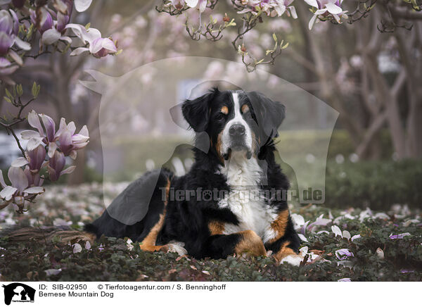 Berner Sennenhund / Bernese Mountain Dog / SIB-02950