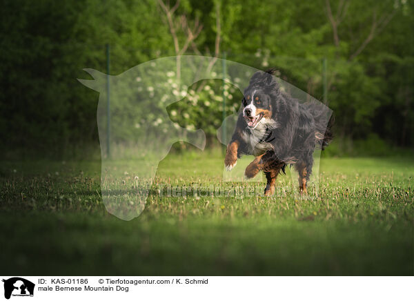 Berner Sennenhund Rde / male Bernese Mountain Dog / KAS-01186