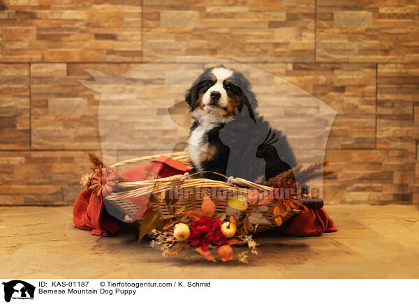 Berner Sennenhund Welpe / Bernese Mountain Dog Puppy / KAS-01187