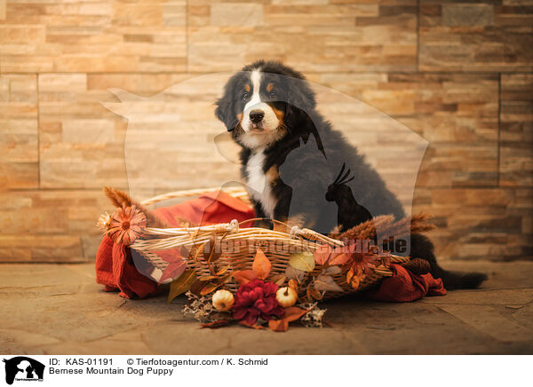 Berner Sennenhund Welpe / Bernese Mountain Dog Puppy / KAS-01191
