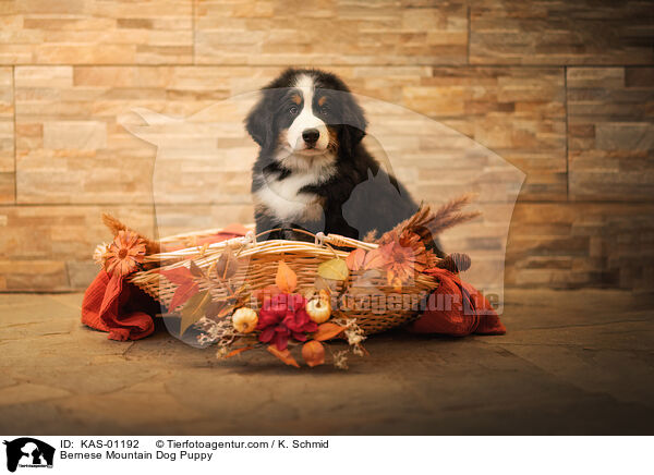 Berner Sennenhund Welpe / Bernese Mountain Dog Puppy / KAS-01192