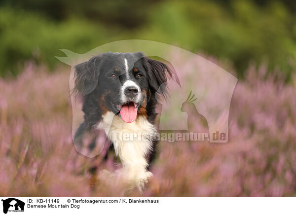Berner Sennenhund / Bernese Mountain Dog / KB-11149