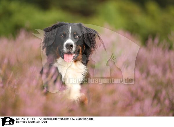 Berner Sennenhund / Bernese Mountain Dog / KB-11154