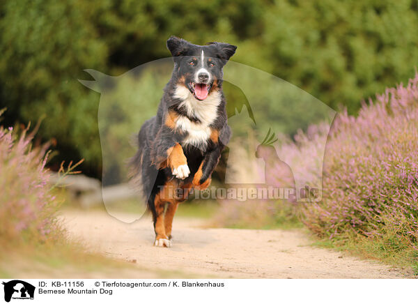 Berner Sennenhund / Bernese Mountain Dog / KB-11156