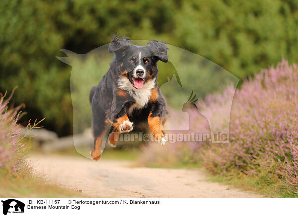 Berner Sennenhund / Bernese Mountain Dog / KB-11157