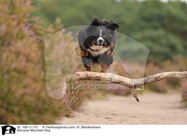 Berner Sennenhund / Bernese Mountain Dog / KB-11175