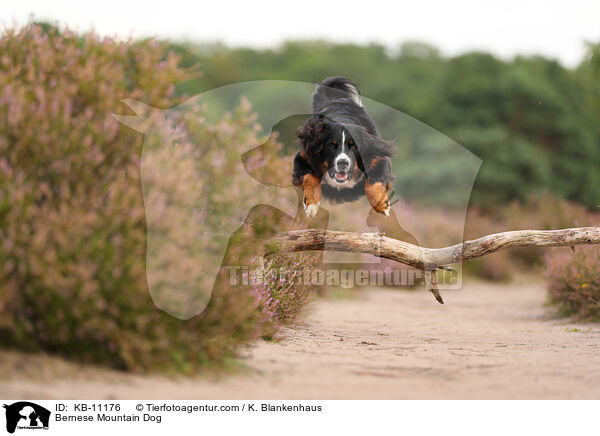 Berner Sennenhund / Bernese Mountain Dog / KB-11176