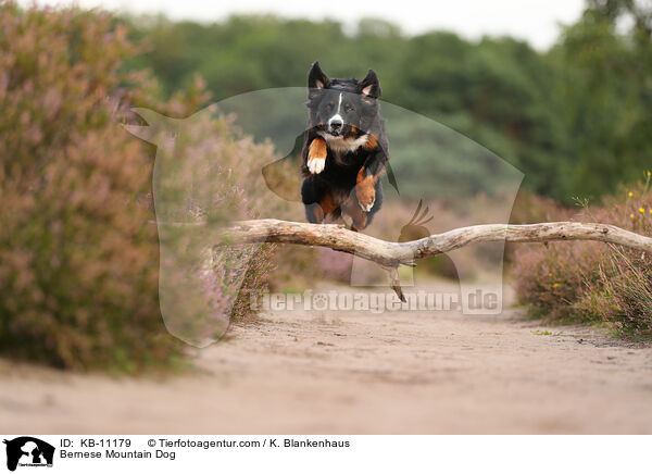 Berner Sennenhund / Bernese Mountain Dog / KB-11179