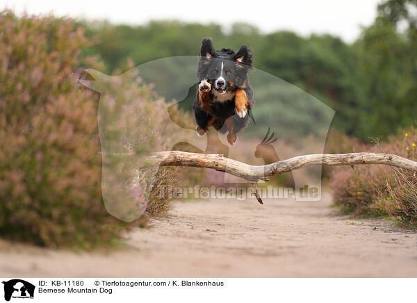 Berner Sennenhund / Bernese Mountain Dog / KB-11180