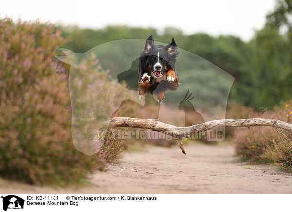 Berner Sennenhund / Bernese Mountain Dog / KB-11181