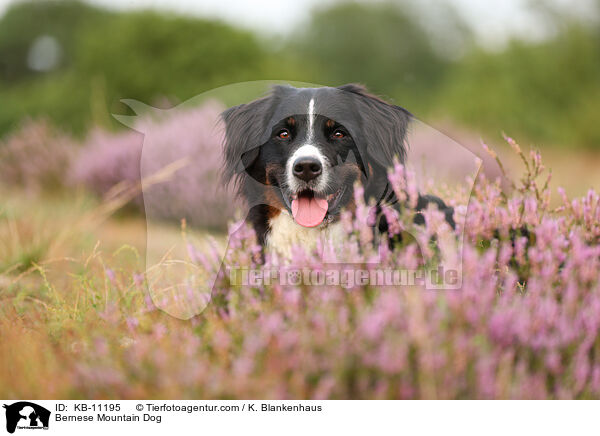 Bernese Mountain Dog / KB-11195