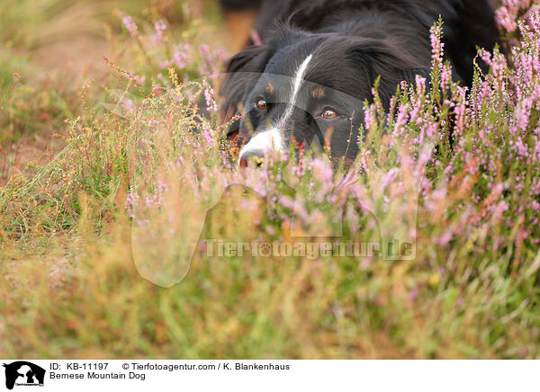 Berner Sennenhund / Bernese Mountain Dog / KB-11197