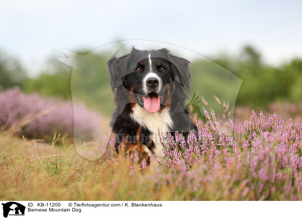 Bernese Mountain Dog / KB-11200