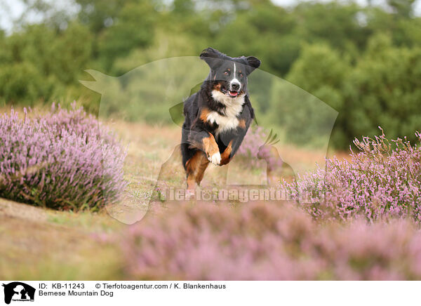 Berner Sennenhund / Bernese Mountain Dog / KB-11243