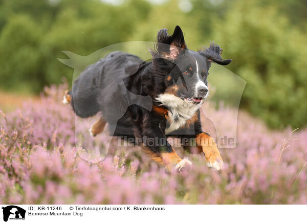 Berner Sennenhund / Bernese Mountain Dog / KB-11246