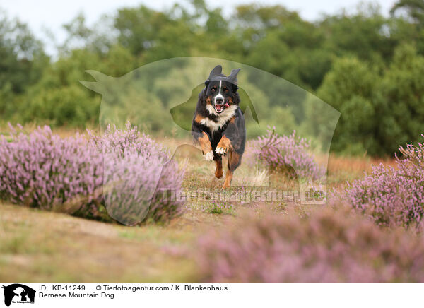 Berner Sennenhund / Bernese Mountain Dog / KB-11249
