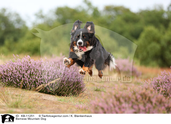 Berner Sennenhund / Bernese Mountain Dog / KB-11251
