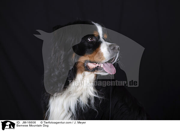 Berner Sennenhund / Bernese Mountain Dog / JM-16606