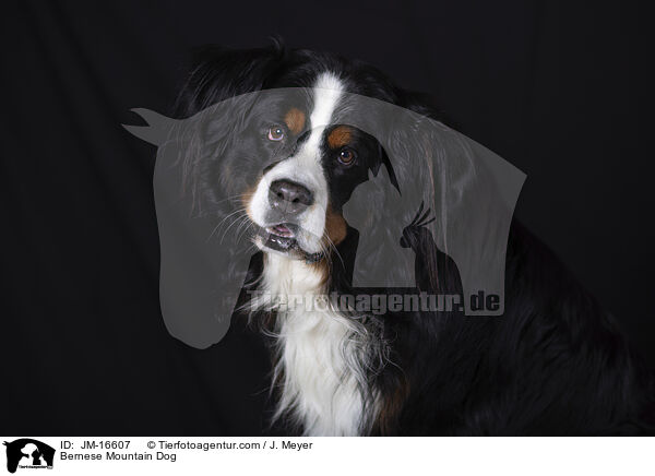 Berner Sennenhund / Bernese Mountain Dog / JM-16607