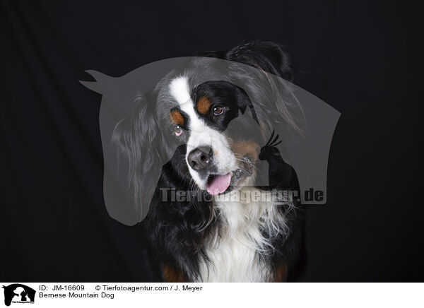 Berner Sennenhund / Bernese Mountain Dog / JM-16609