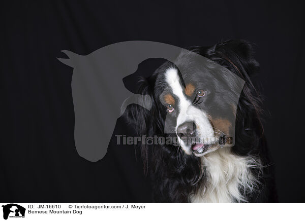 Berner Sennenhund / Bernese Mountain Dog / JM-16610