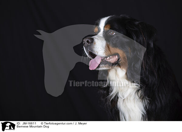 Berner Sennenhund / Bernese Mountain Dog / JM-16611