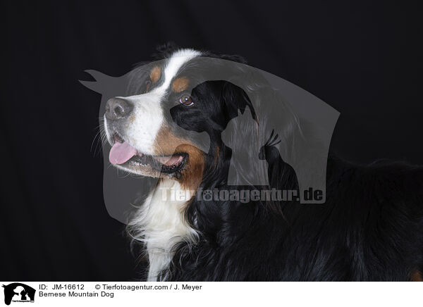 Berner Sennenhund / Bernese Mountain Dog / JM-16612