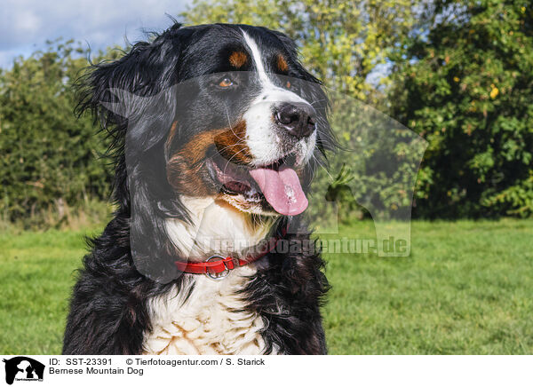 Berner Sennenhund / Bernese Mountain Dog / SST-23391