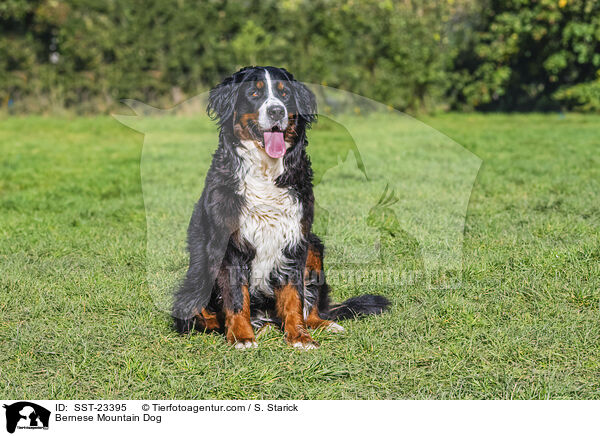Bernese Mountain Dog / SST-23395