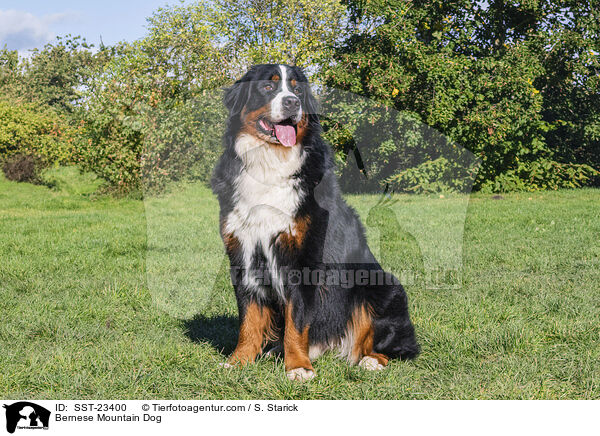 Berner Sennenhund / Bernese Mountain Dog / SST-23400