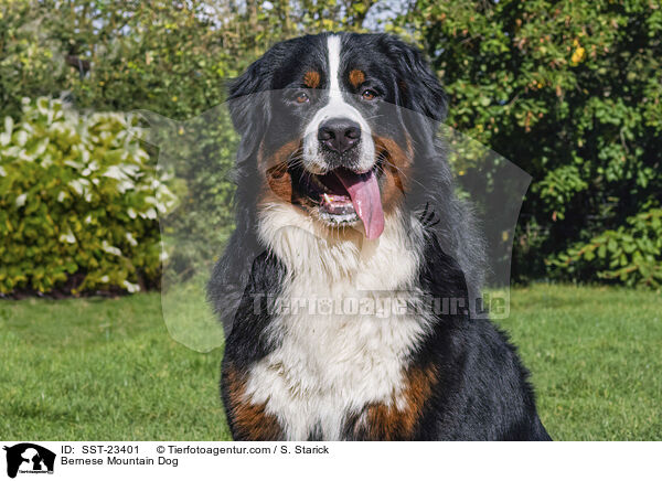 Berner Sennenhund / Bernese Mountain Dog / SST-23401