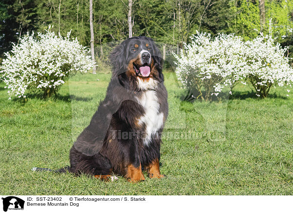 Berner Sennenhund / Bernese Mountain Dog / SST-23402