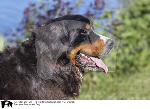 Bernese Mountain Dog / SST-23403