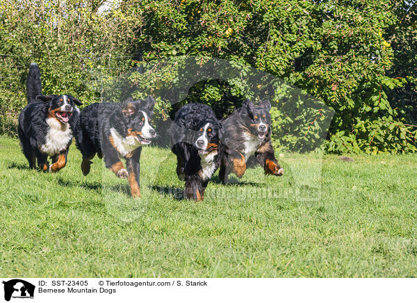 Berner Sennenhunde / Bernese Mountain Dogs / SST-23405