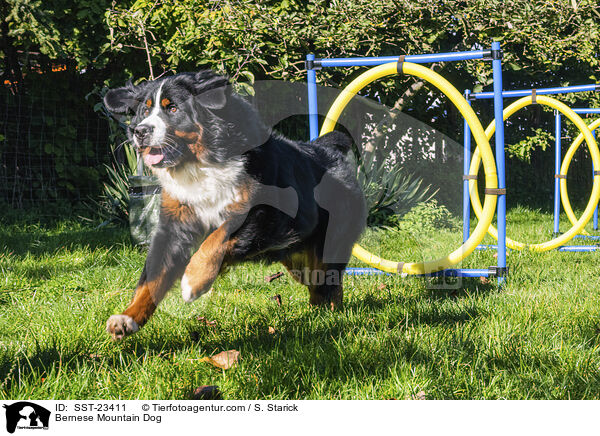Berner Sennenhund / Bernese Mountain Dog / SST-23411