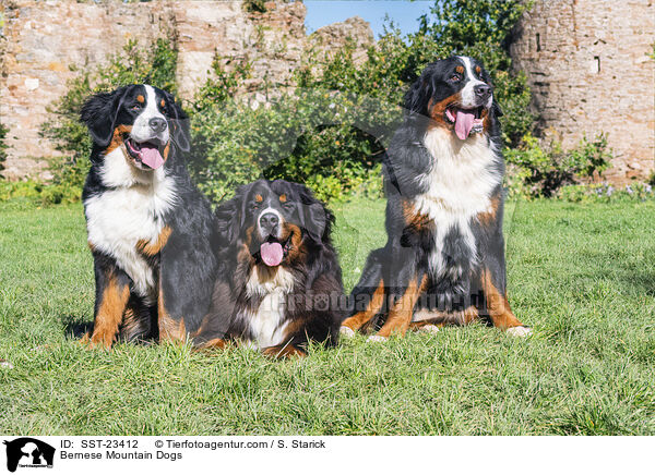 Berner Sennenhunde / Bernese Mountain Dogs / SST-23412