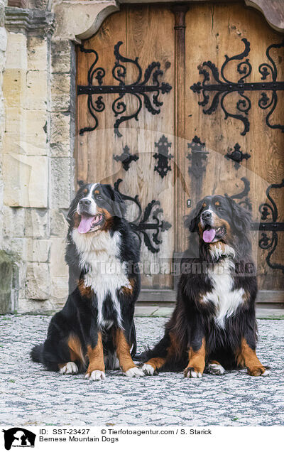 Berner Sennenhunde / Bernese Mountain Dogs / SST-23427
