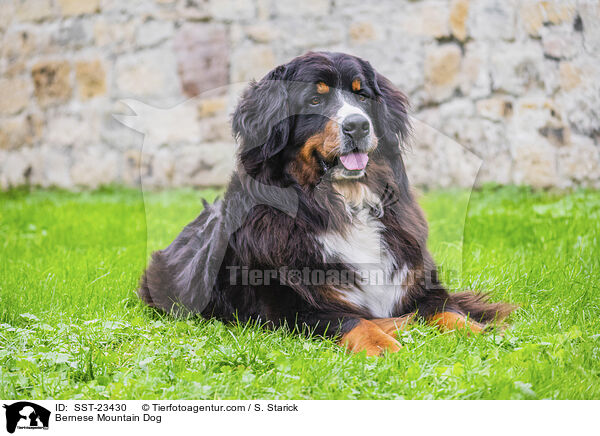 Bernese Mountain Dog / SST-23430