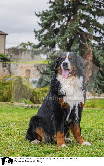 Bernese Mountain Dog / SST-23431