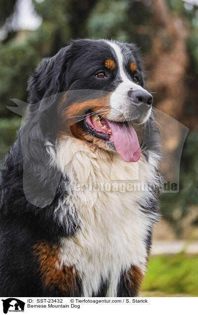 Bernese Mountain Dog / SST-23432