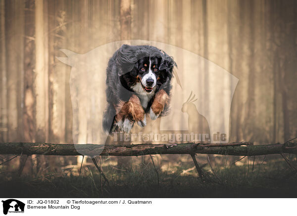 Berner Sennenhund / Bernese Mountain Dog / JQ-01802