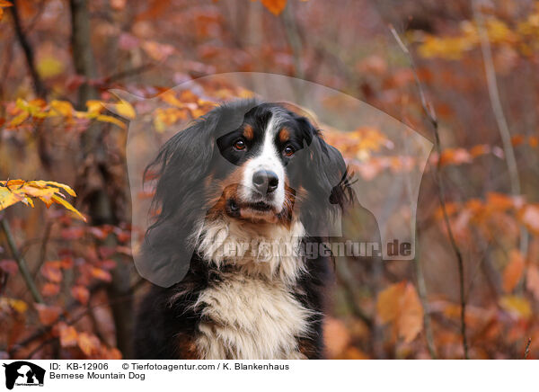 Bernese Mountain Dog / KB-12906