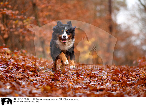 Berner Sennenhund / Bernese Mountain Dog / KB-12907
