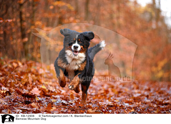 Berner Sennenhund / Bernese Mountain Dog / KB-12908