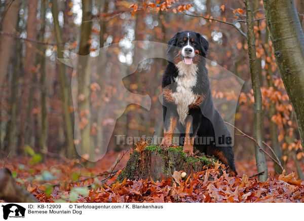 Berner Sennenhund / Bernese Mountain Dog / KB-12909