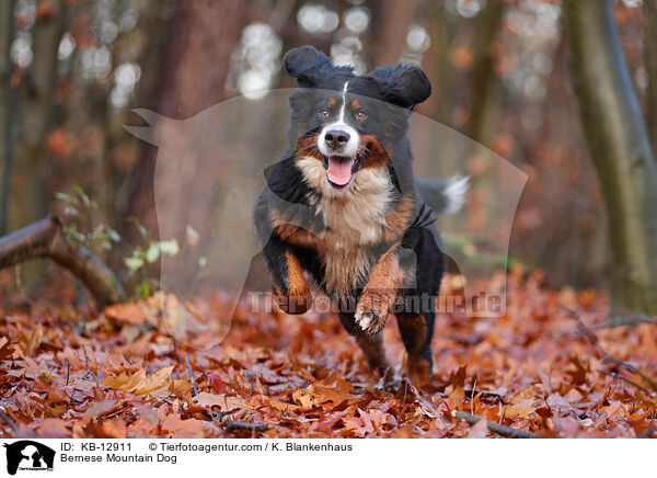 Bernese Mountain Dog / KB-12911