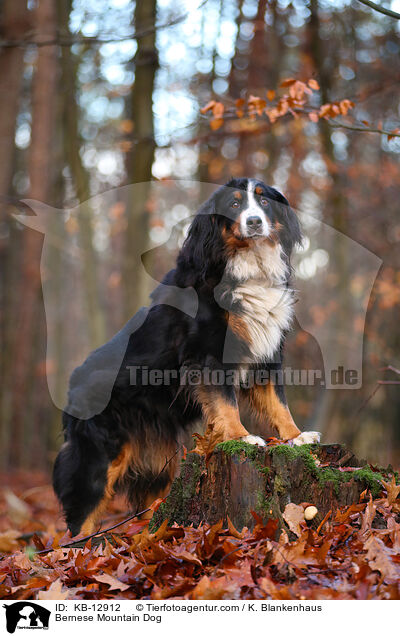 Berner Sennenhund / Bernese Mountain Dog / KB-12912