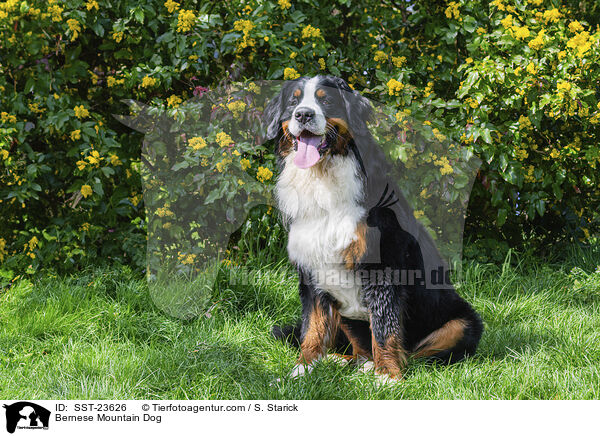 Berner Sennenhund / Bernese Mountain Dog / SST-23626