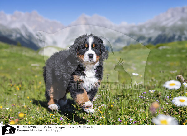 Berner Sennenhund Welpe / Bernese Mountain Dog Puppy / SST-23653