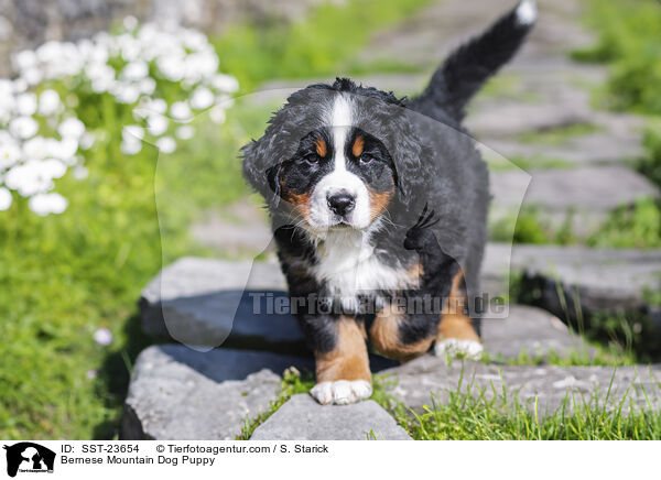 Berner Sennenhund Welpe / Bernese Mountain Dog Puppy / SST-23654